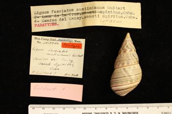 Media type: image; Malacology 153820